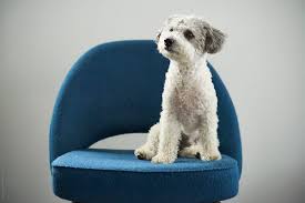Very Cute Dog On Chair By Jeff Wasserman Dog Poodle Stocksy United Dogs are pets of the most widely kept by most people, so it would not hurt if i made a post cute dog pictures reserved for dog lovers or anyone who would like to see over the cuteness of any breed of dog in the picture below. very cute dog on chair by jeff
