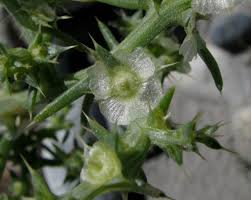 Image result for Salsola rabieana