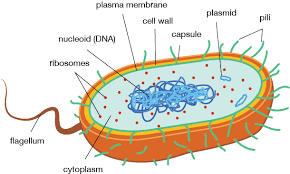 Find the perfect prokaryotic cell stock photos and editorial news pictures from getty images. Prokaryotic Cell Structure And Function And Cells Prokaryotic Cell Cell Structure Bacterial Cell Structure