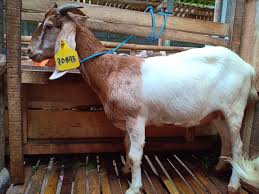 Dan penggemukan domba jantan pariyangan, domba texel (dombos), kambing jantan jawa randu dan kambing jantan silangan jawarandu dengan boer. Jual Kambing Boer Dan Bibit Bakalan Kambing Boer Dan Indukan Di Farm 78 Jogja Bisnis Fun Com