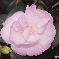 April Remembered Camellia Cold Hardy To Zone 6 Gorgeous Semi Double Petal Blooms White Or Light Pink With Darker Pink Tips In 2021 Pink Dogwood Tree Showy Flowers Pink Dogwood