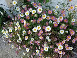 Image result for Erigeron karvinskianus