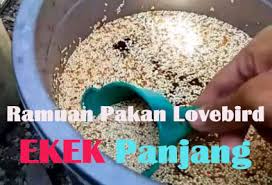 Racikan jamu lovbirt konslet untuk betina : Cara Membuat Pakan Lovebird Racikan Sendiri