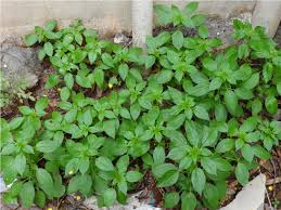 Image result for Micrococca mercurialis