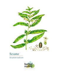 Image result for Sesamum