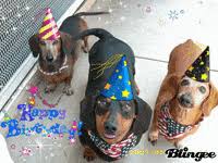 We did not find results for: Puppy Birthday Gifs Get The Best Gif On Giphy