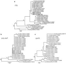 Image result for Limosella grandiflora