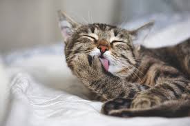 Swallowed hairballs are often the cause of vomiting and diarrhea in cats. Your Cat Has Hairballs Should You Worry Animalbiome