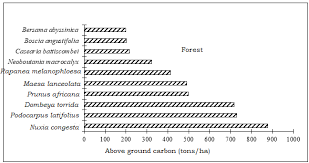 Image result for Casearia battiscombei