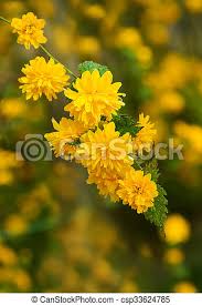 La principale fiori gialli spontanei primaverili from i.pinimg.com. Fiori Gialli Primaverili