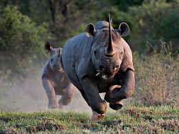 Rhino Coming Atcha Animals Dangerous Animals Animals Wild
