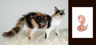 Worms, or intestinal parasites, can affect all kittens and cats. Intestinal Parasitic Infection In Cats Causes Symptoms Treatment Budgetpetcare Com