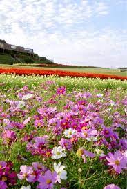 秋 冬 autumn winter 施設紹介 兵庫県立あわじ花さじきホームページ 花 風景 綺麗な風景