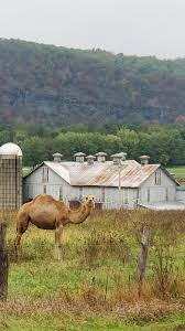 For more information click here. Valley Girl Views The Camels On 405 Between Watsontown Montgomery