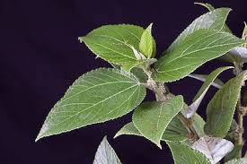 Image result for Pouzolzia guineensis