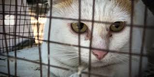 Sebuah tanda khas kucing siap untuk kawin adalah refleks ekor yang melengkung. Kenali Ciri Ciri Kucing Rabies Ini Supaya Terhindar Dari Penularannya