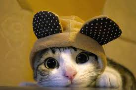 Cats Wallpaper Download Free Hd Wallpapers Of Cats For Desktop Mobile Laptop In Any Resolution Desktop Android Iphone Ipad 1920x1080 2560x1440 320x48