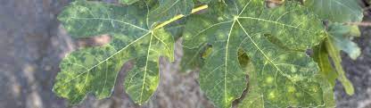 Several members of this phylum are economically important plant parasites, including plasmodiophora brassicae, which causes clubroot of crucifers (fig. Fig Mosaic Fig Agriculture Pest Management Guidelines Uc Statewide Ipm Program Uc Ipm