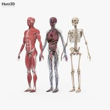 Dec 04, 2009 · here, sexual consent is defined not only by a person's will, but by their physical attributes. Complete Male Anatomy 3d Model Anatomy On Hum3d