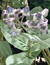 Image result for Calotropis gigantea