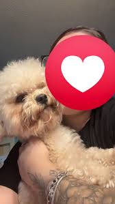 my moms dog is missing last seen of 14th st & loop 338 , pls return him  😭😭😭he's very attached to us .