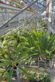Image result for Cyanastrum johnstonii