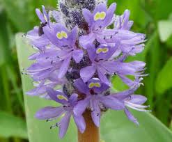 Stalks are edible as well and are prepared just like leaves. Pickerelweed Pictures Flowers Leaves Identification Pontederia Cordata