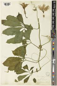 Image result for Telfairia