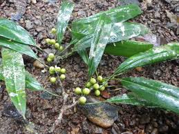 Image result for Ficus barteri