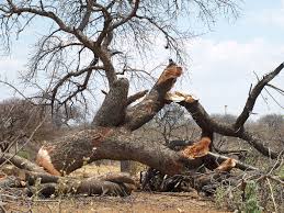 Image result for Maerua schinzii