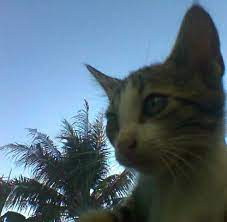 Kucing Sedih Melamun Di Tinggal Induknya Kucing Hewan Pelukan
