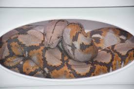 (central) african rock python など）はニシキヘビ科ニシキヘビ属に分類されるヘビである。かつてナタールニシキヘビ (学名: Xulfntflfjmylm