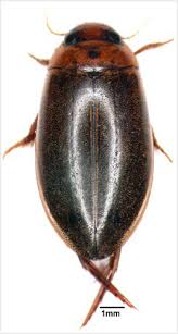The great diving beetle (dytiscus marginalis) is an aquatic diving beetle native to europe and northern asia, and in the uk is common in wales, much of england and southern scotland but less common on chalk and in the far north. Diving Beetle Beetles Te Ara Encyclopedia Of New Zealand
