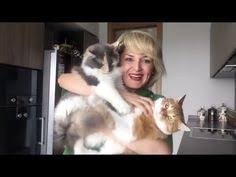 Ev Yapimi Yas Kedi Mamasi Kolay Ve Vitaminli Youtube 2020 Kedi Ev Yapimi Yastiklar