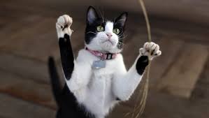 This adorable little cat has reacted in the most adorable way to seeing its owner again! Reasons Why Your Cat Is Standing Up On Its Legs Petsoid