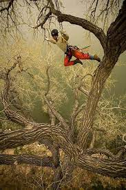 Climber Looking For That Branch To Grab Onto Arborist Climbing Trees Arborist Climbing Tree Arborist