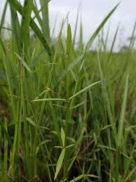 Image result for Oldenlandia lancifolia