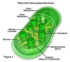 Place on the microscope andobserve What Is A Chloroplast Brainly In