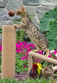 Savannah Cat Breeders Savannah Cats Bengal Cats For Sale