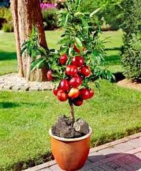 Fruit salad trees are great gifts for christmas, fathers day, mothers day, valentines day, birthdays and memorials. Products Yalca Fruit Trees