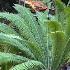 Image result for Dioon