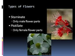 Stigma style ovary sepals petals gynoecium. Hort I Plant Growth And Development Primary Plant