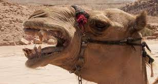Buy a cheap copy of kicked to death by a camel book by richard w. Camel Attacks Owner In India Severs His Head