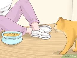 Taming a feral kitten can take 3 to 6 weeks depending on how well the kitten adapts. How To Tame A Stray Cat With Pictures Wikihow