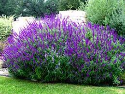 Perennial Favorites And Bad Dogs Drought Tolerant Perennials Plants Drought Tolerant Garden