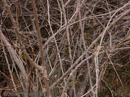 Image result for Combretum mossambicense