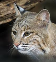 Things You Didn T Know About Bobcats National Geographic Society Newsroom
