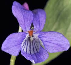 Image result for Viola abyssinica