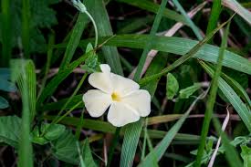 Image result for Thunbergia dregeana
