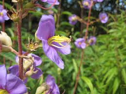 Image result for Dissotis speciosa